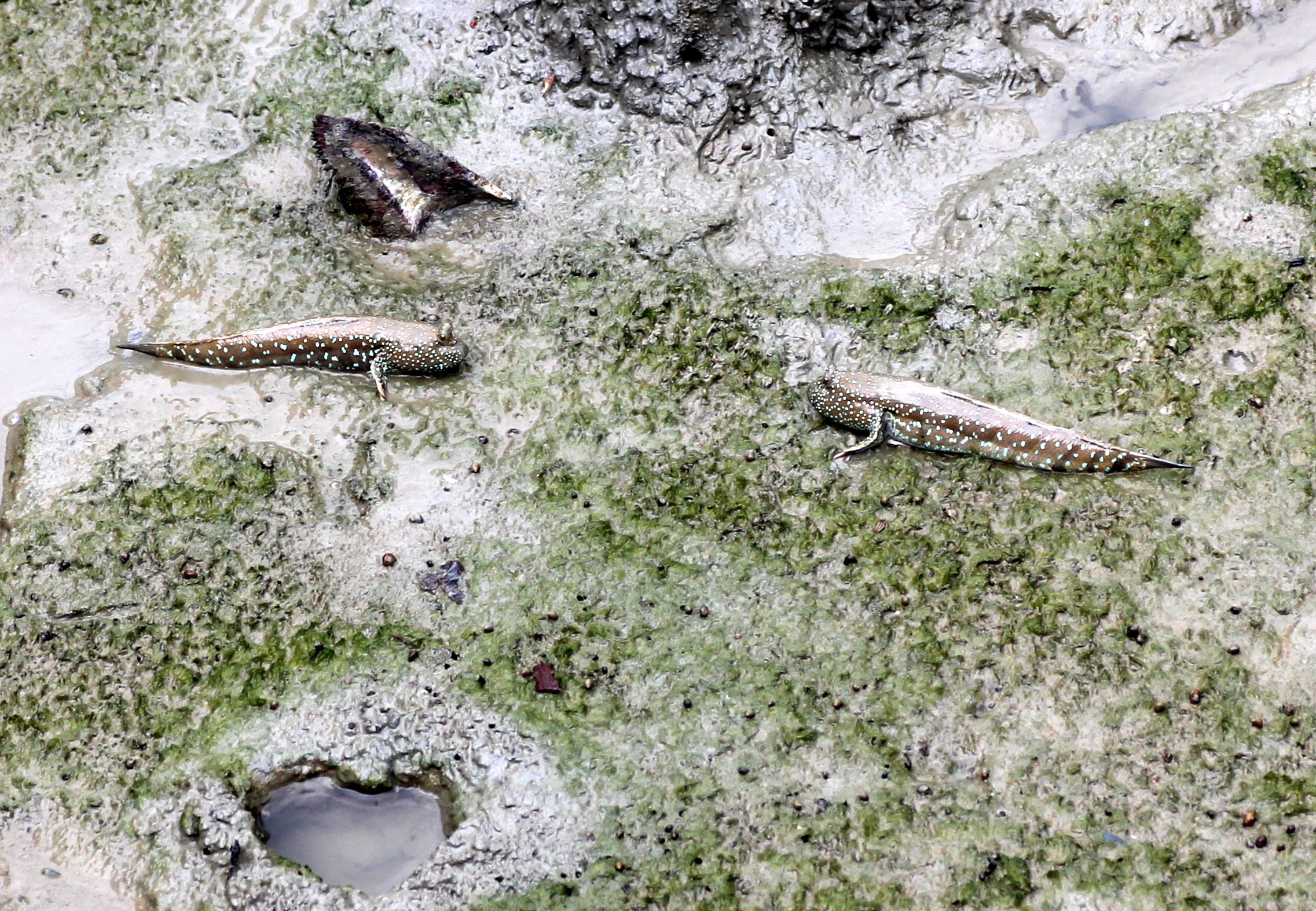 Two amphibious fish on mud at Pulau Kukup, photographed in July 2014